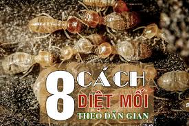 Diệt mối tận gốc tại quận 2 + 0978.686.118 Cam Kết 100% Hiệu Quả Hết Mối