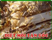 Diệt mối tận gốc tại bình phước